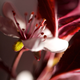 Illustration for article titled Shooting Challenge: Macro Gallery